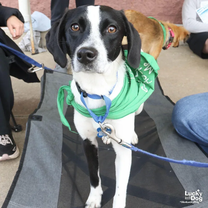 A young small-sized female Beagle dog named Selma for adoption in Washington, DC