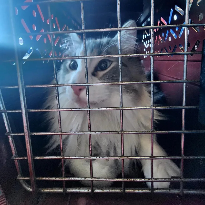 An adult small-sized male White Domestic Long Hair cat named Minx for adoption in Grantsville, UT