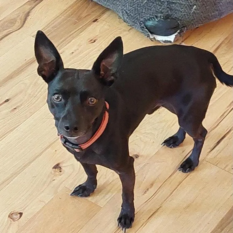 An adult small-sized male Black Chihuahua dog named Moe for adoption in Nampa, ID