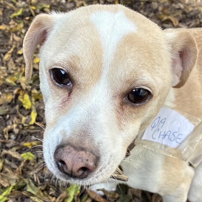 An adult small-sized male Terrier dog named Chase for adoption in Mundelein, IL