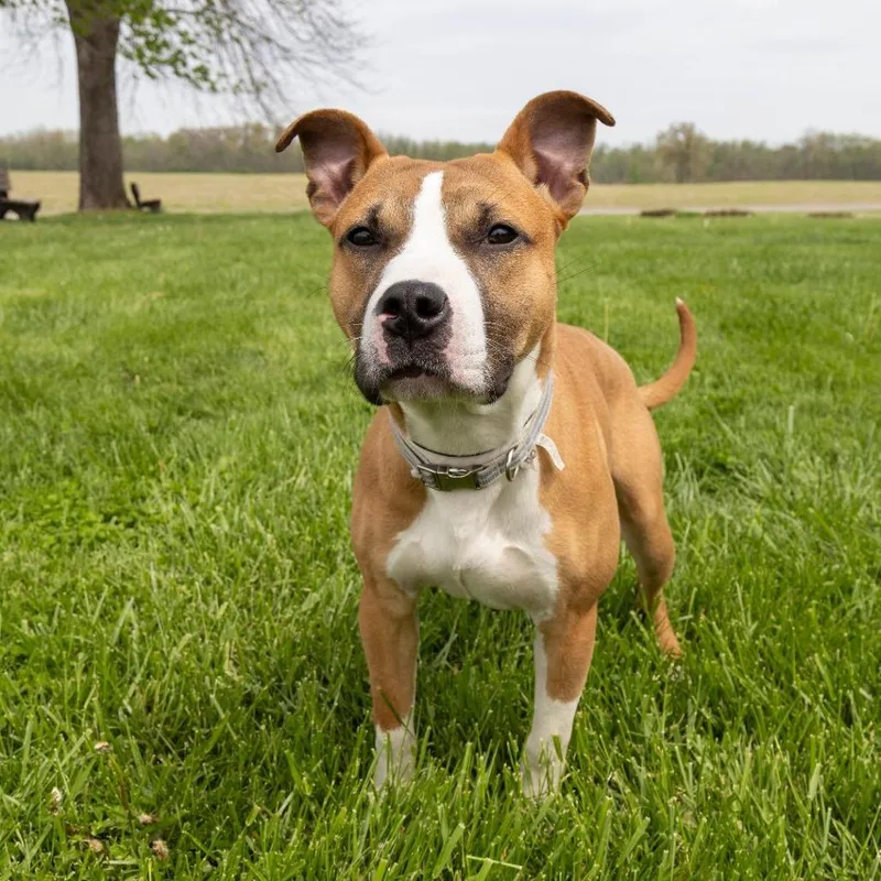 A young medium-sized male Brown / Chocolate Mixed Breed dog named Quarry for adoption in Troy, IL