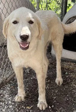 A young large-sized female Labrador Retriever dog named Evelyn for adoption in Savannah, MO