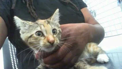 A baby small-sized female Domestic Medium Hair cat named A for adoption in Charlotte, NC
