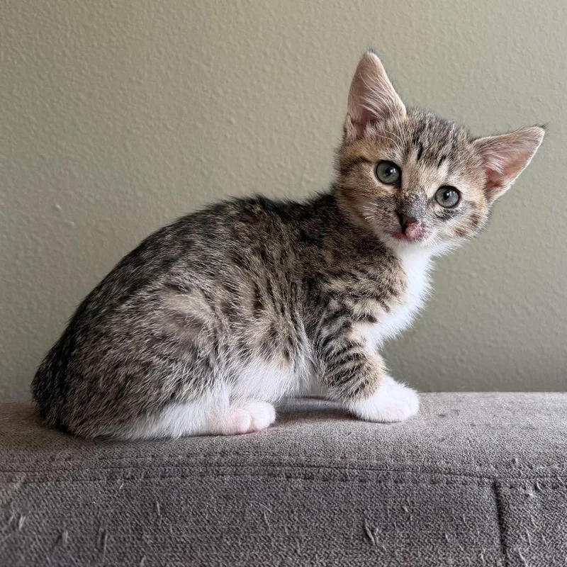 A baby small-sized male Domestic Short Hair cat named Earle for adoption in Tacoma, WA
