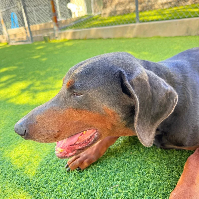 A young medium-sized male Doberman Pinscher dog named Prometheus for adoption in Oakland Park, FL