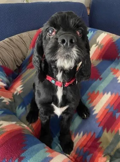 An adult small-sized male Cocker Spaniel dog named Whitley for adoption in Palatine, IL