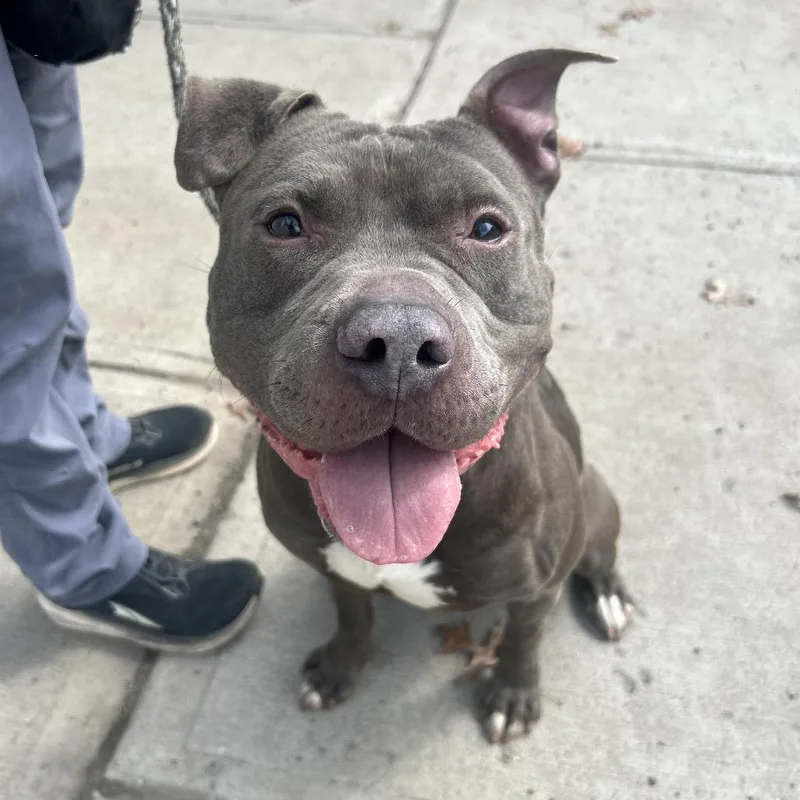 A baby large-sized male Gray / Blue / Silver Pit Bull Terrier dog named Kode for adoption in Weimar, CA