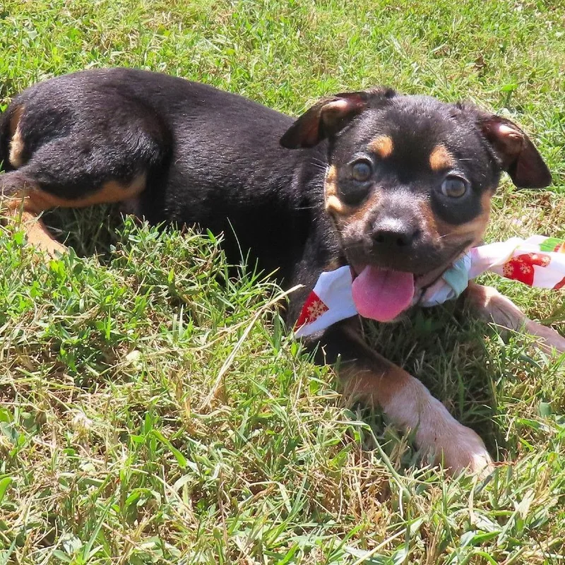 A baby medium-sized female Black Pit Bull Terrier dog named Ravina D for adoption in Minnetonka, MN