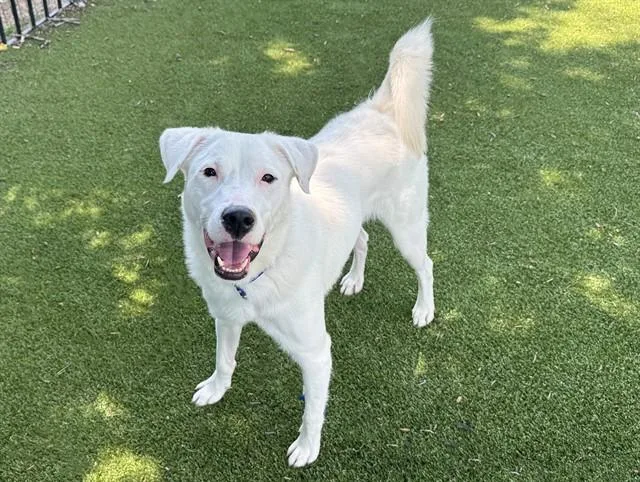 A young small-sized male Terrier dog named Freestyle for adoption in Saint Louis, MO