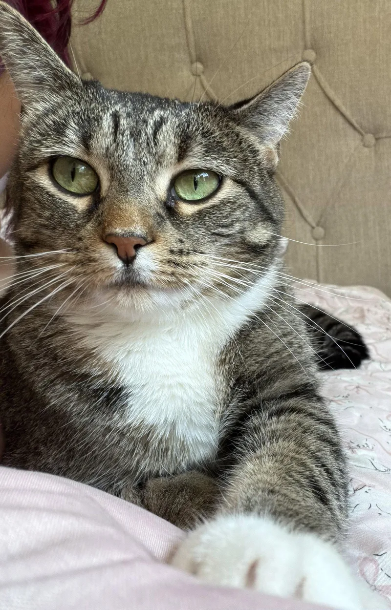An adult medium-sized female Domestic Short Hair cat named Molly for adoption in Wheaton, IL
