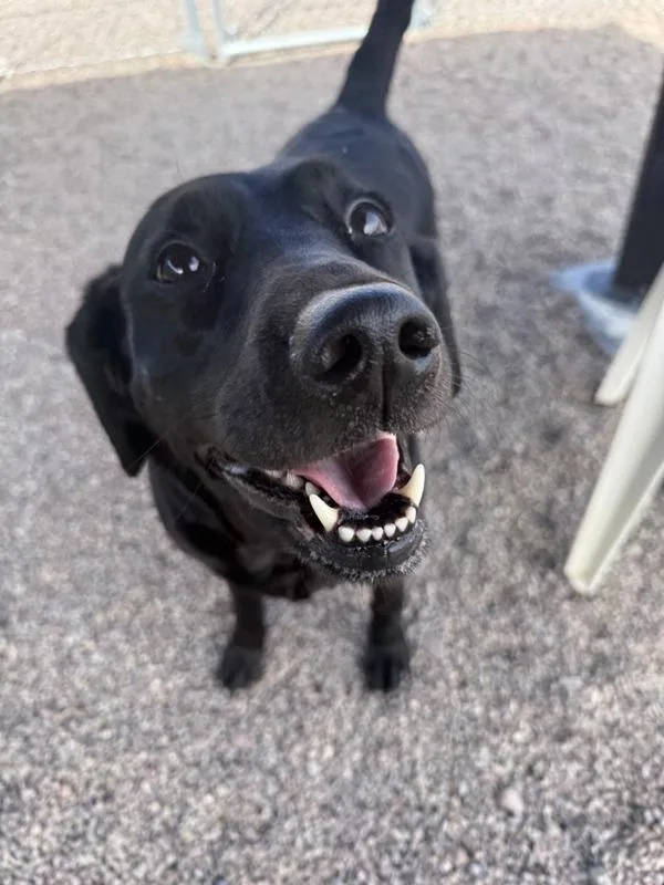 An adult large-sized female Mixed Breed dog named Avery for adoption in Great Falls, MT