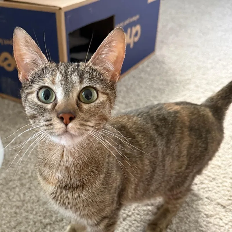 A young medium-sized female Torbie Domestic Short Hair cat named Thin Mint for adoption in Pittsburgh, PA