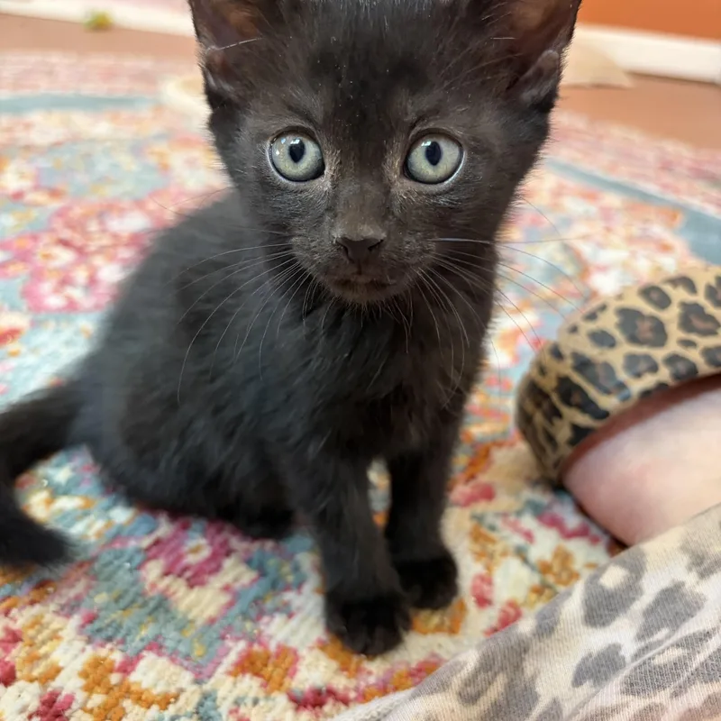 A baby medium-sized female Black Domestic Short Hair cat named Olivia for adoption in Albuquerque, NM