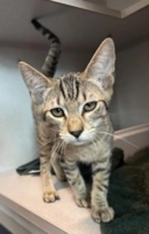 A baby small-sized male Domestic Short Hair cat named Basil for adoption in Stratham, NH