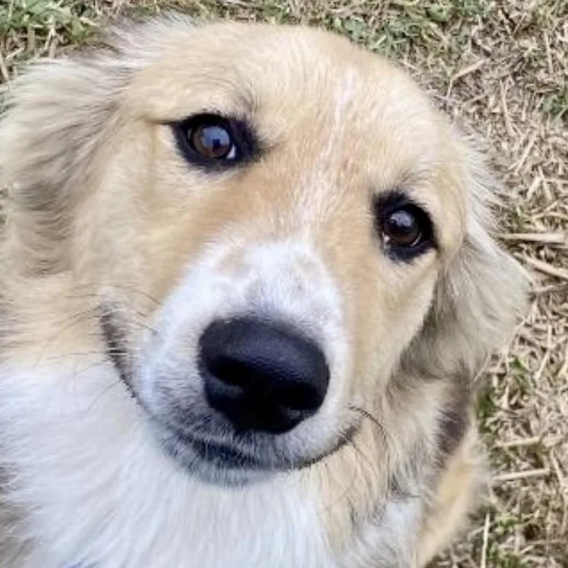 A young medium-sized male Australian Shepherd dog named Snickle for adoption in Warwick, RI