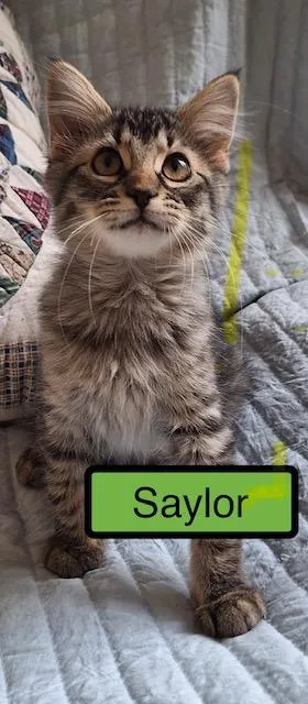 A baby medium-sized female Domestic Medium Hair cat named Saylor for adoption in Zimmerman, MN