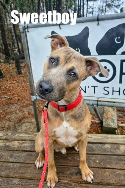 A young medium-sized male Mixed Breed dog named Sweet Boy for adoption in Douglasville, GA