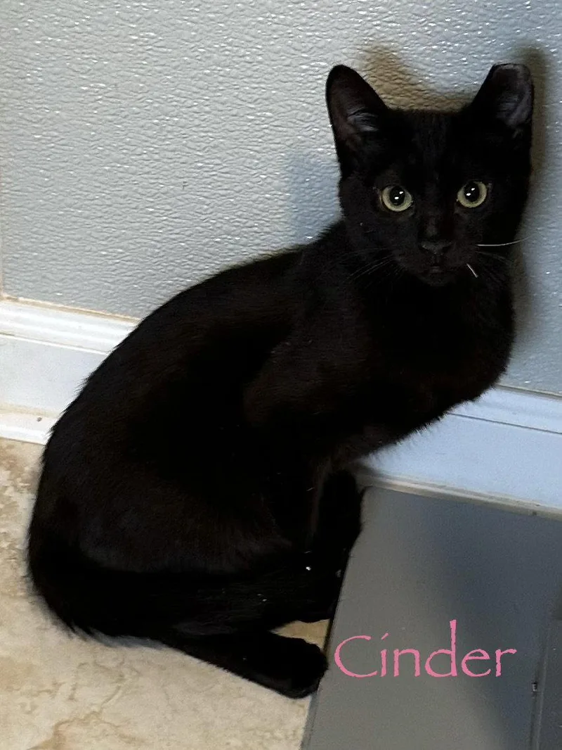 A young medium-sized female Black Domestic Medium Hair cat named Cinder for adoption in Longwood, FL