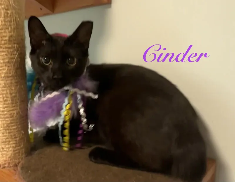 Cinder thumbnail 2