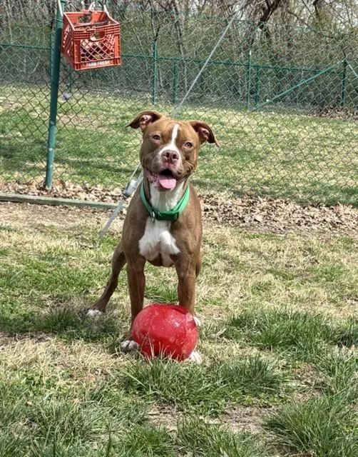 A young small-sized female Boxer dog named Granola for adoption in Saint Peters, MO