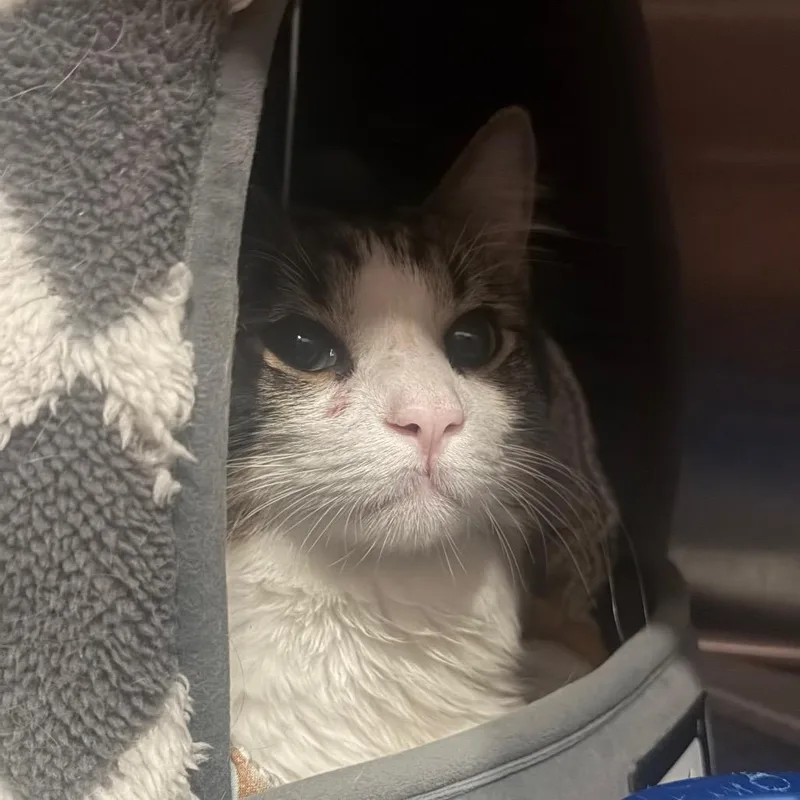 A baby medium-sized male Brown / Chocolate Domestic Medium Hair cat named Milo for adoption in Middle Village, NY