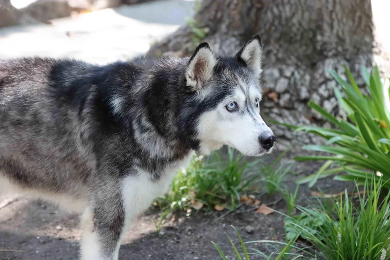 An adult medium-sized female Siberian Husky dog named Snowcone for adoption in Walnut Creek, CA