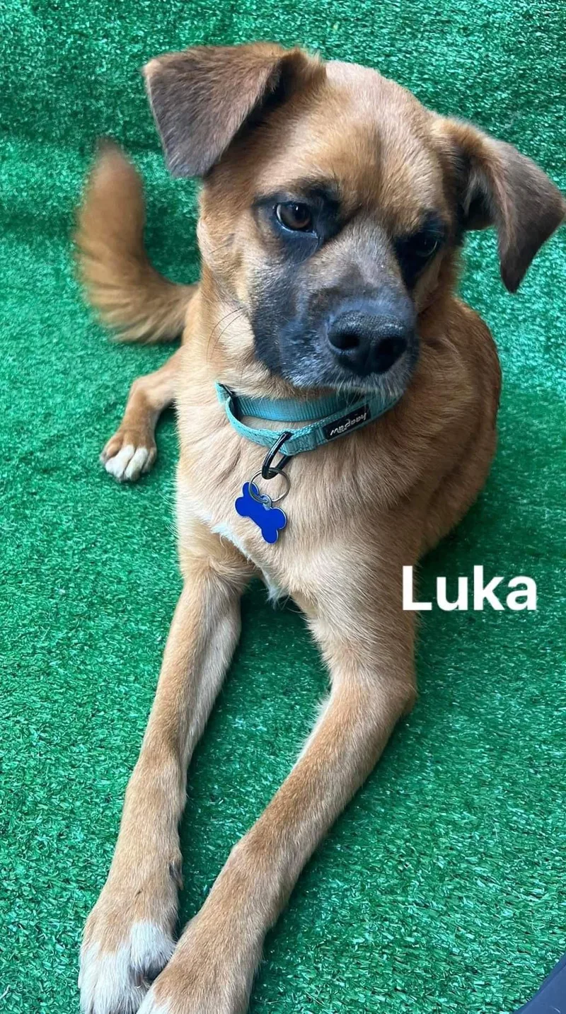 Luka