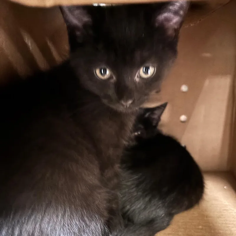 A baby small-sized male Black Domestic Medium Hair cat named Jacks for adoption in Galax, VA