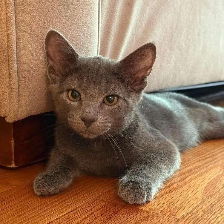 A baby small-sized male Gray / Blue / Silver Russian Blue cat named Conner for adoption in Long Island City, NY