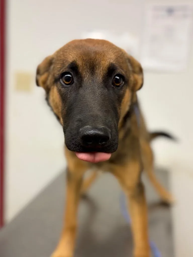 Gypsymyka thumbnail 2