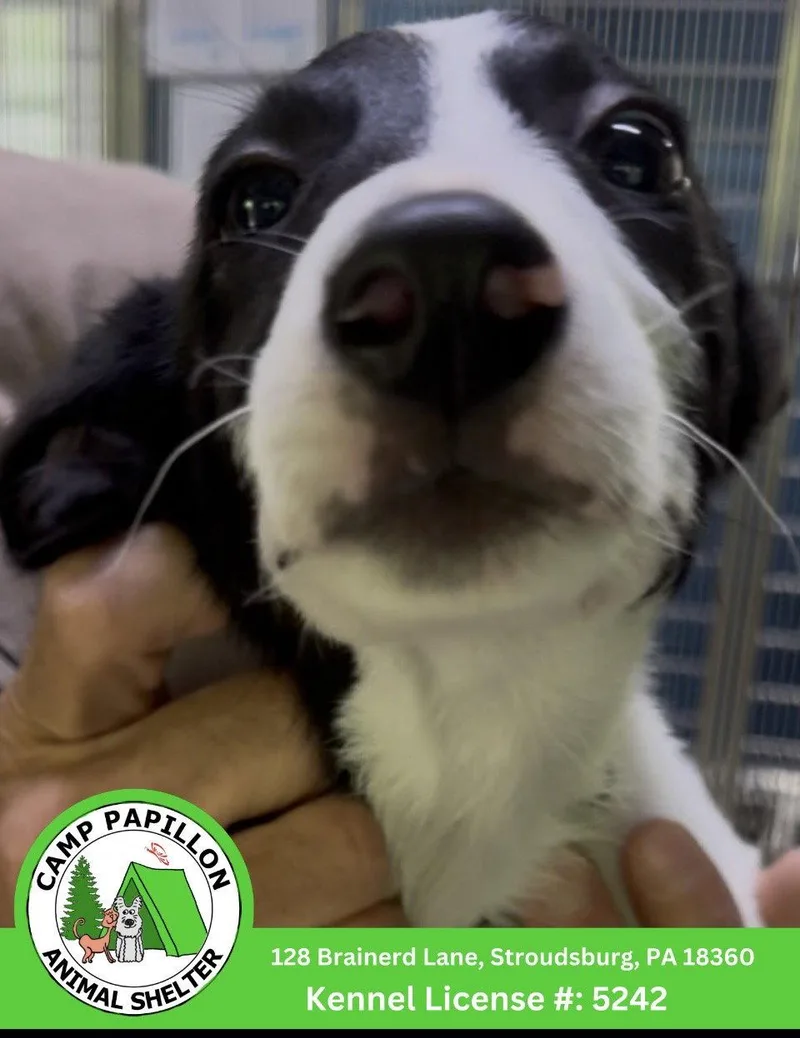 A young medium-sized male Border Collie dog named Homer for adoption in Stroudsburg, PA