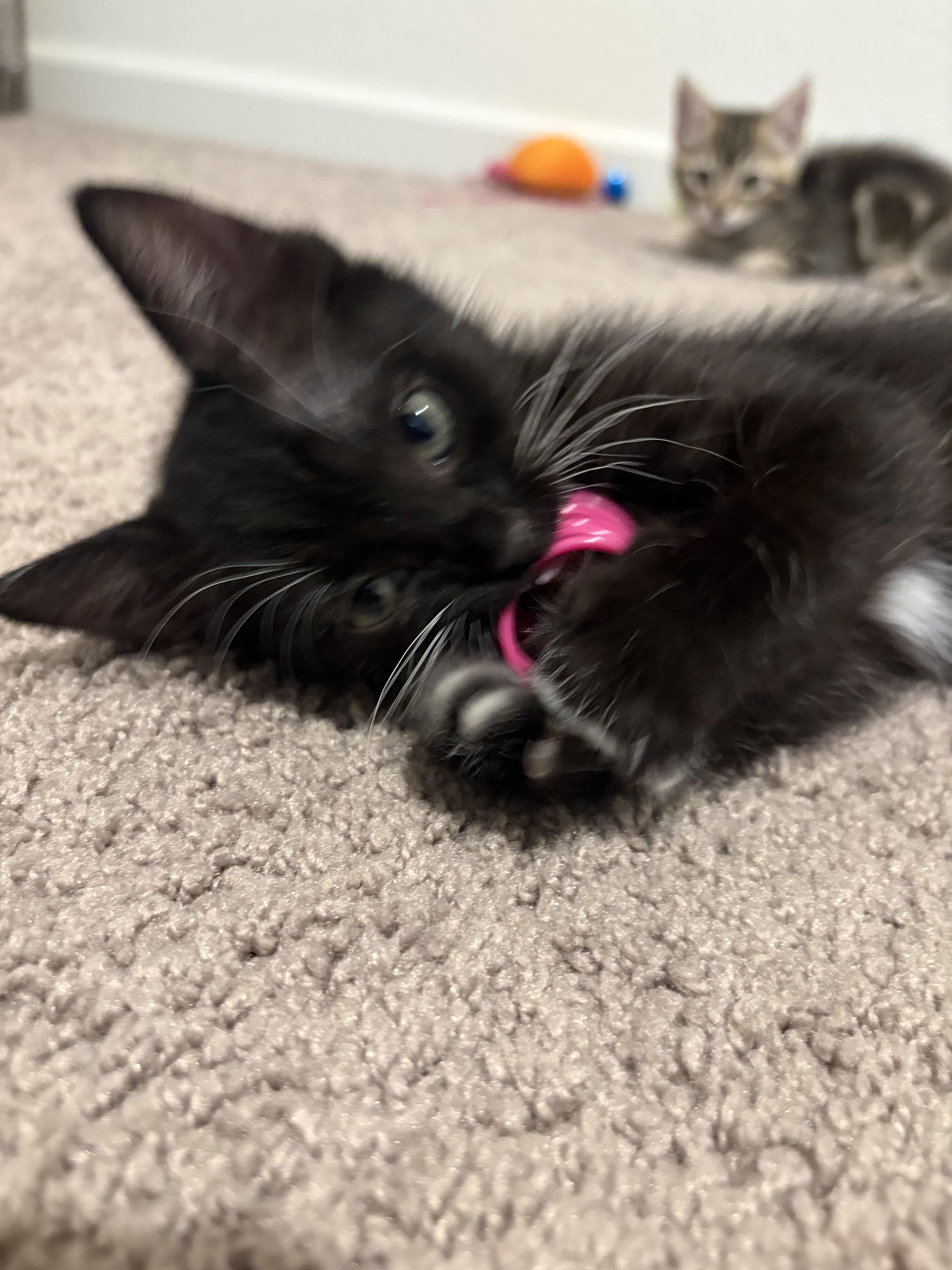 A baby small-sized female Domestic Short Hair cat named Wednesday Addams for adoption in Tracy, CA