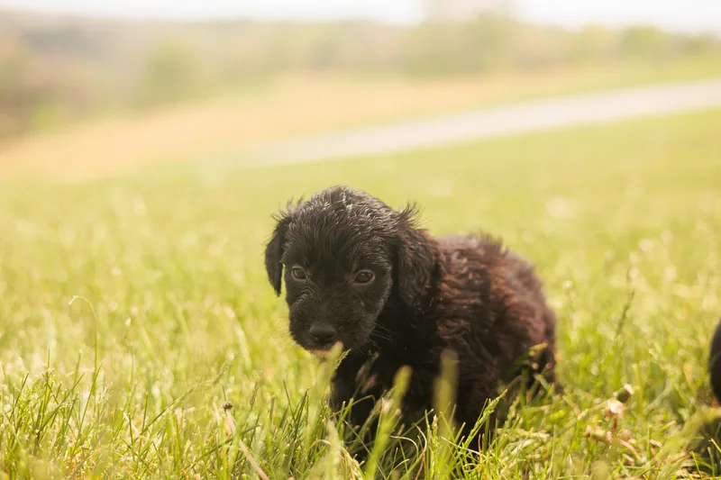 Harry  Transport thumbnail 2