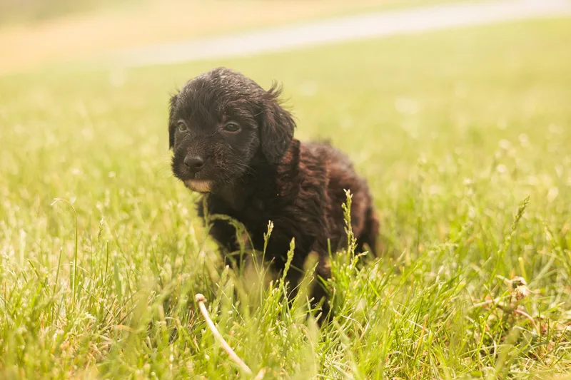 A baby medium-sized male Black Goldendoodle dog named Harry  Transport for adoption in Gradyville, KY
