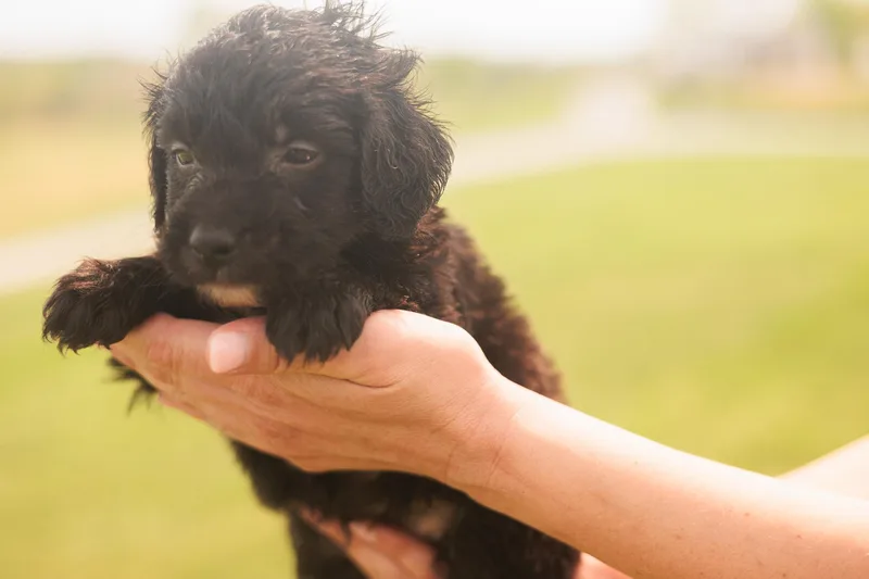 Harry  Transport thumbnail 3