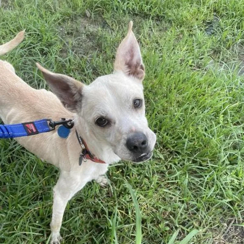 Private Ryan thumbnail 4