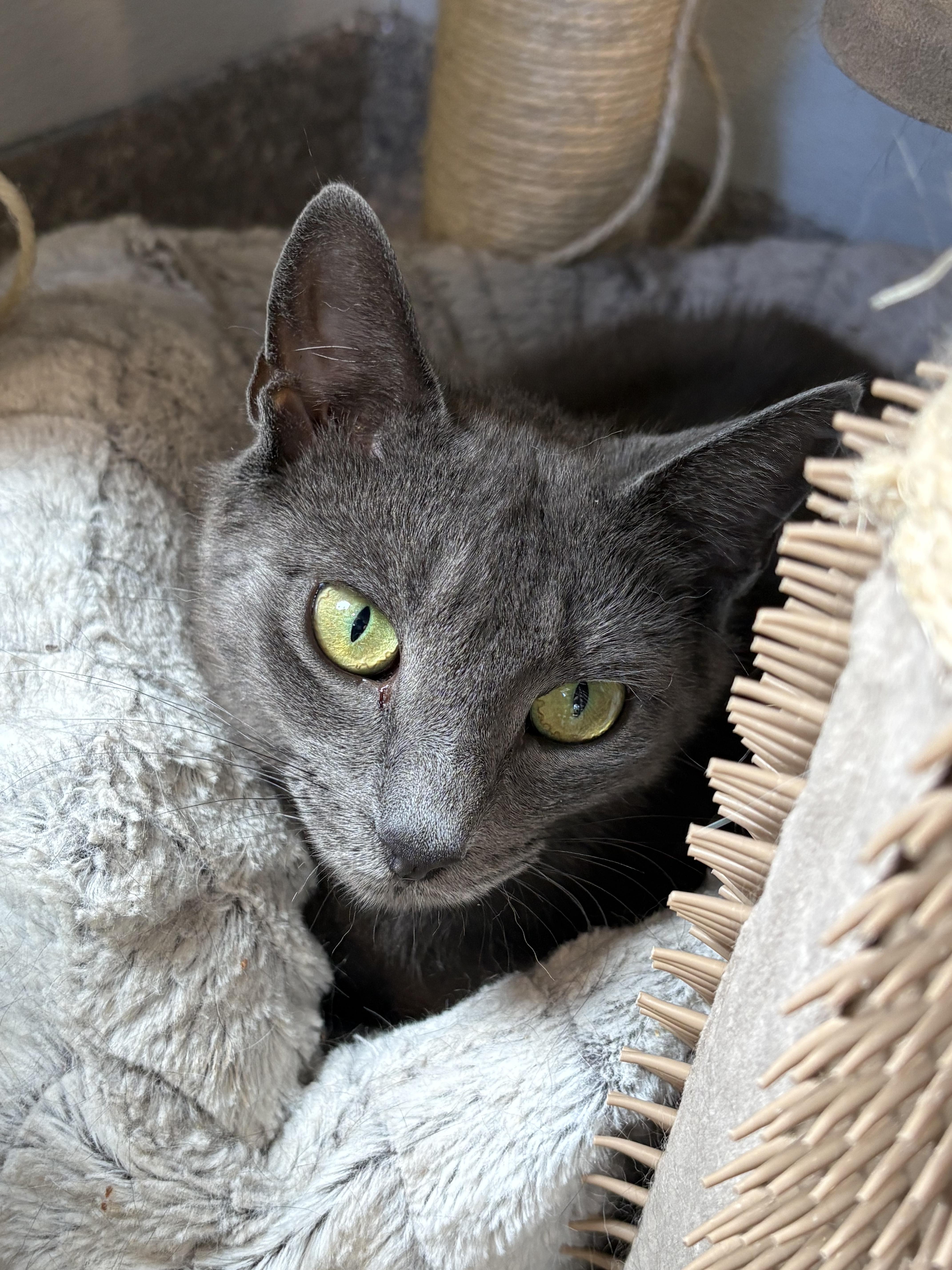 An adult medium-sized female Gray / Blue / Silver Russian Blue cat named Maya for adoption in Warwick, NY