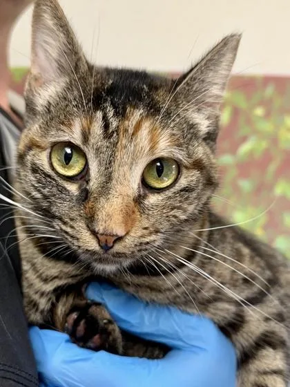 An adult medium-sized female Domestic Short Hair cat named Heffalump for adoption in San Antonio, TX