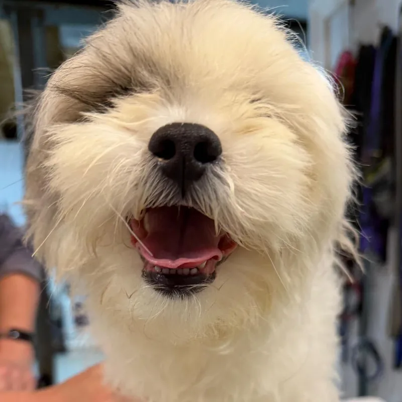 A baby small-sized male White / Cream Shih Tzu dog named Eddie for adoption in West Chester, PA