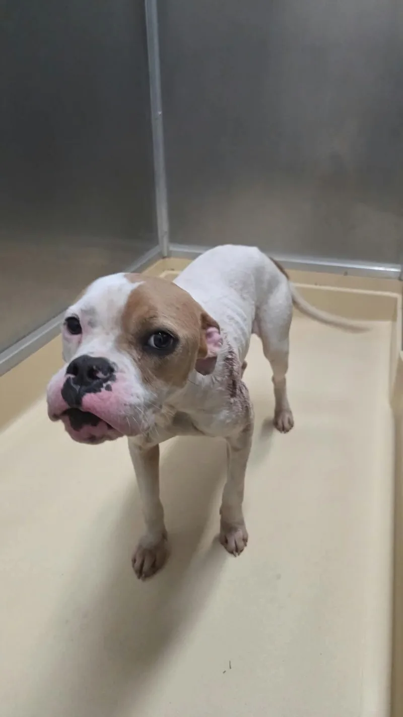 An adult medium-sized female Boxer dog named Lucille for adoption in Burgaw, NC