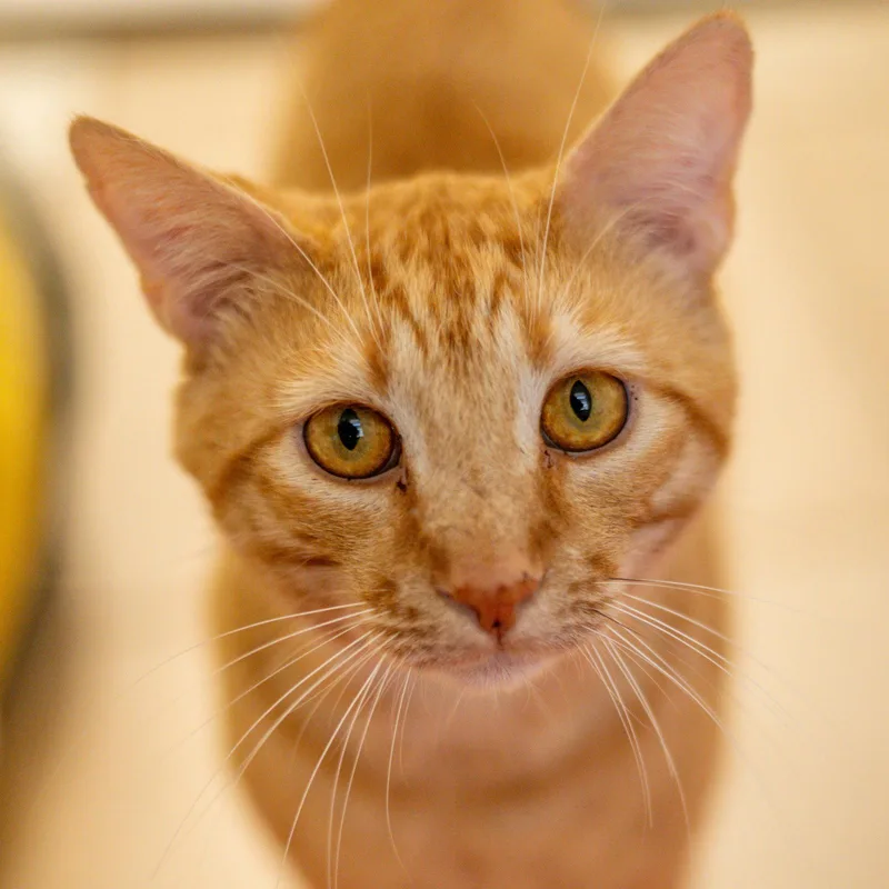 An adult medium-sized male Orange / Red Domestic Short Hair cat named Felix for adoption in Hilton Head Island, SC