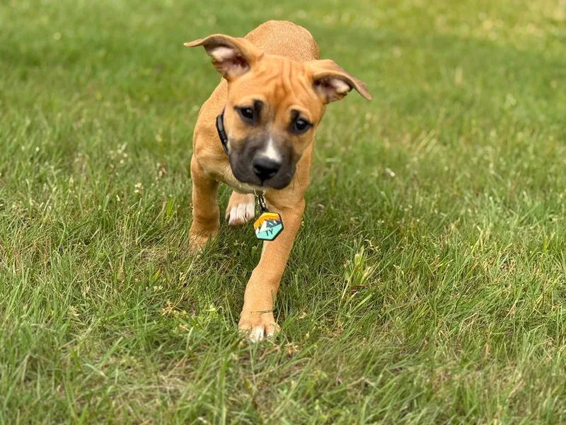 A baby large-sized female Rhodesian Ridgeback dog named Ty for adoption in Holly Springs, NC