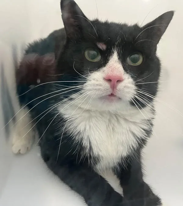 An adult medium-sized male Domestic Short Hair cat named Grayson for adoption in Staten Island, NY