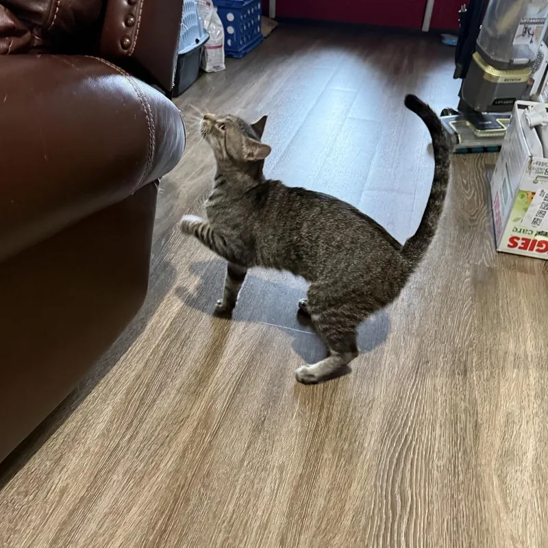 A young medium-sized male Gray / Blue / Silver Domestic Short Hair cat named Tumbleweed for adoption in Port Neches, TX