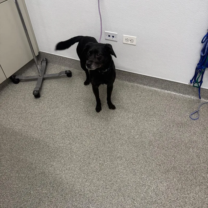 A senior medium-sized male Black Mixed Breed dog named Rebel for adoption in Matteson, IL