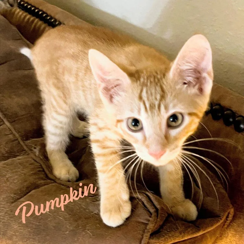 A baby medium-sized male Tabby cat named Pumpkin Heightsquintet for adoption in Houston, TX