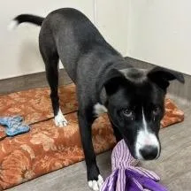 An adult medium-sized female Black Border Collie dog named Lola for adoption in Pasadena, CA