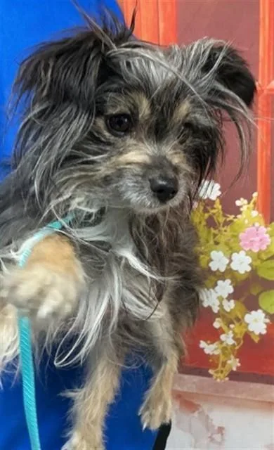 An adult small-sized female Yorkshire Terrier dog named Charlotte for adoption in San Bernardino, CA