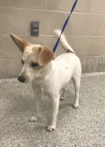 A young small-sized female Australian Cattle Dog / Blue Heeler dog named A for adoption in Conroe, TX
