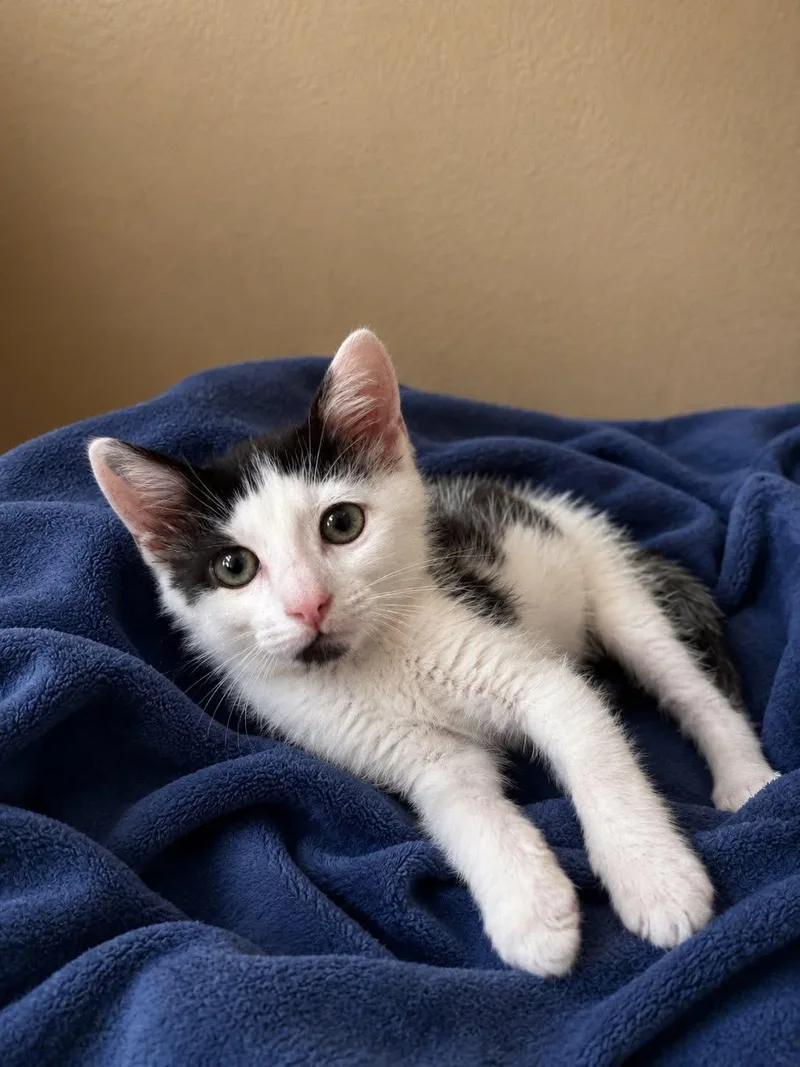 A baby medium-sized male Black & White / Tuxedo American Shorthair cat named Rex for adoption in Grand Prairie, TX